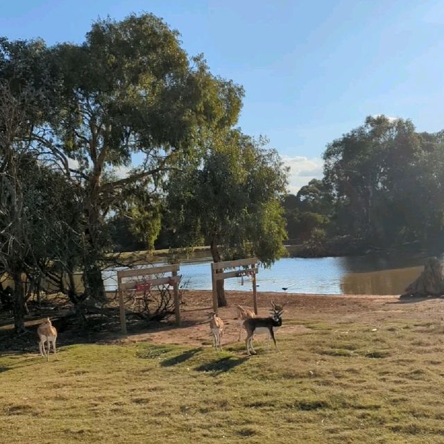 Open range safari in Melbourne, Australia