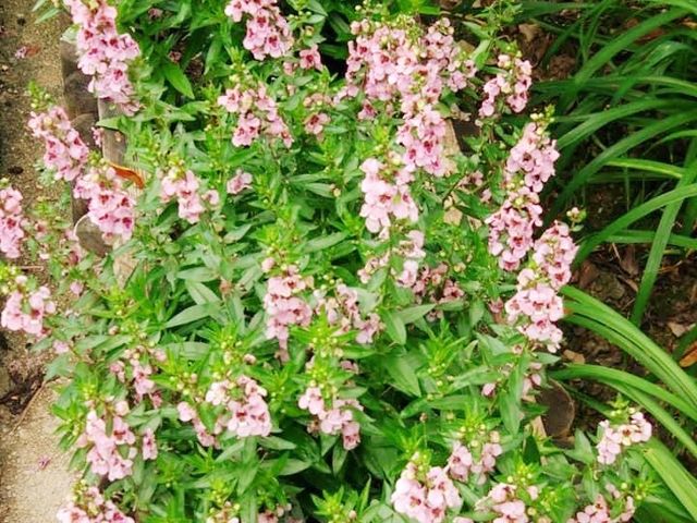 荃灣賞花好去處