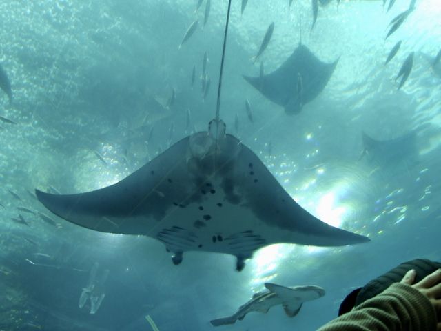 沖縄美ら海水族館❤️