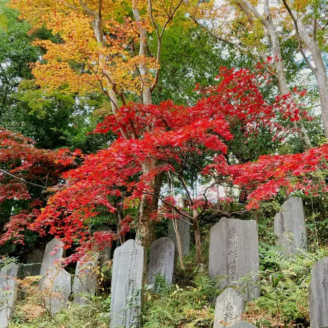 秋の高尾山