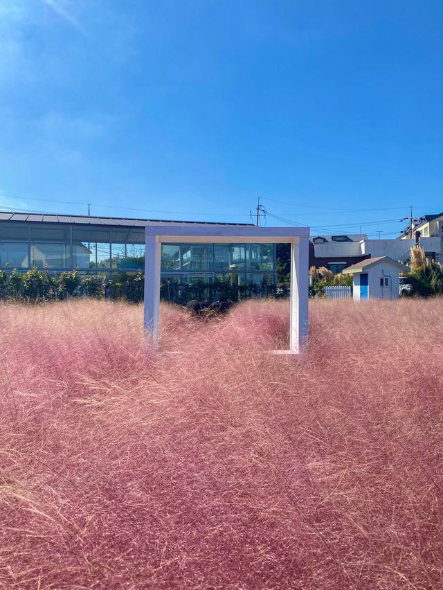 제주 핑크뮬리 명소 : 북촌에가면 