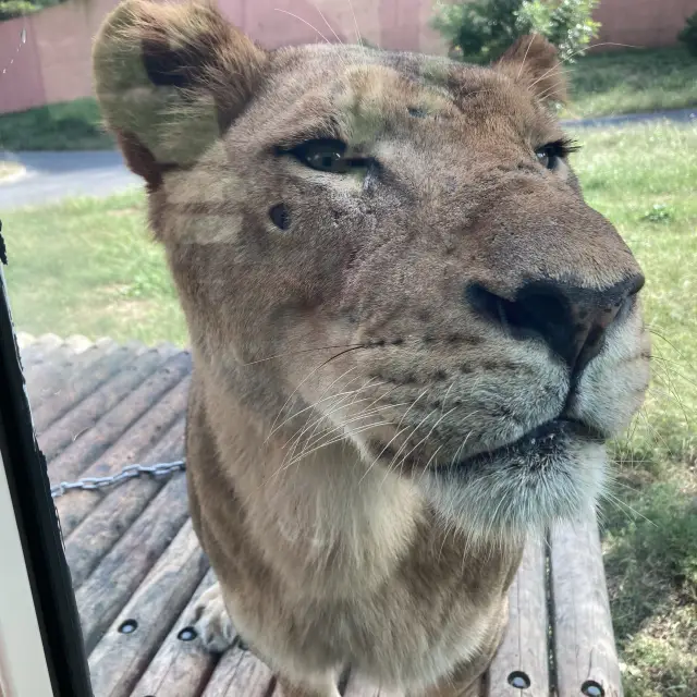 【多摩】多摩動物公園のライオンバスの乗り方