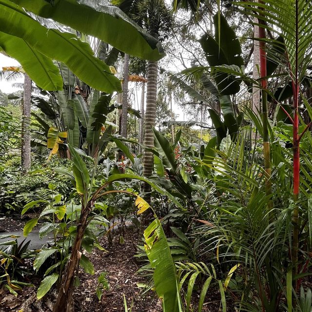 Rain forests amid skyscrapers 