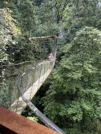 Amazing canopy walk in Mulu park