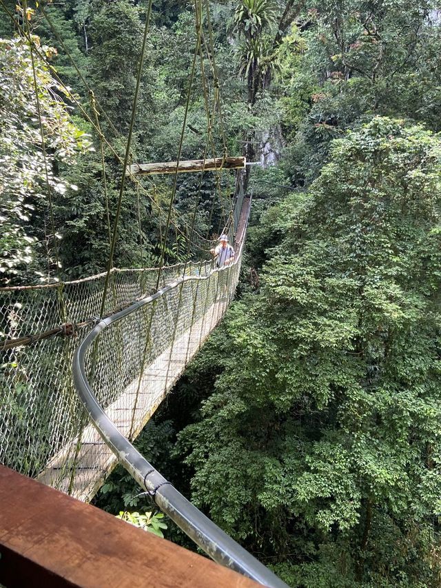 Amazing canopy walk in Mulu park