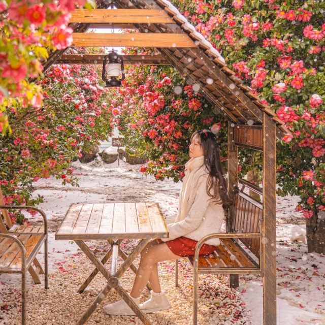 🌺제주에서 동백이 보고싶다면 꼭 추천하는곳! [제주, 동백포레스트]❄️