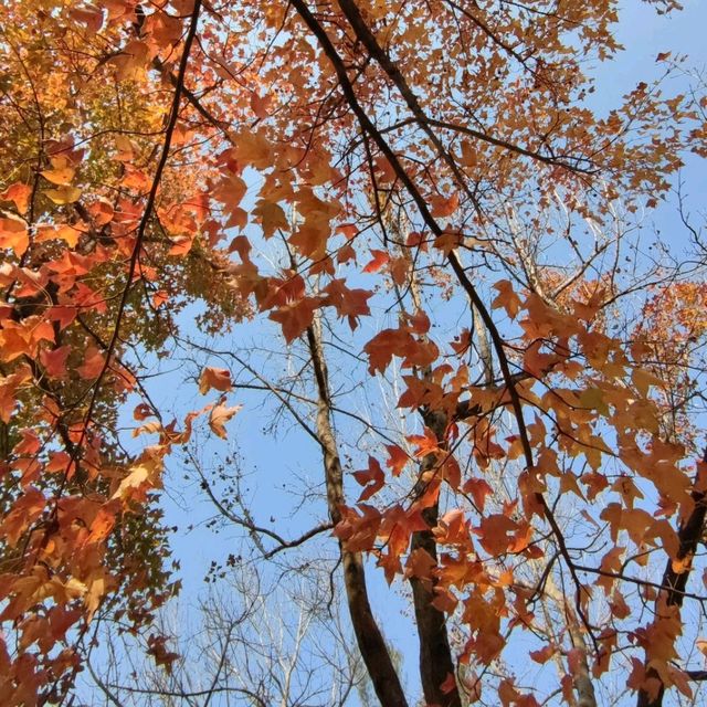 ✨打卡元朗最美紅葉楓香林🍁🍂📸✨ ✨打卡元朗最美紅葉楓香林🍁🍂📸✨