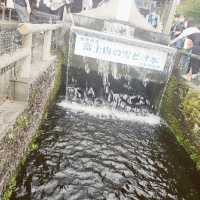 【山梨県】忍野八海