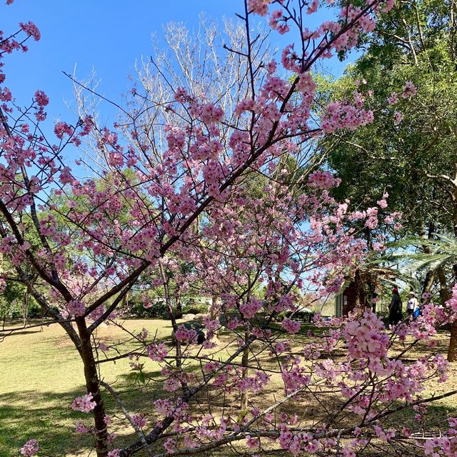 台東必去景點：鹿野高台，旁邊還有茂盛的櫻花🌸