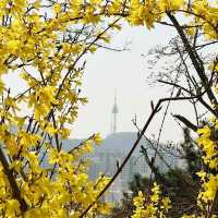개나리산이 여기있지롱 <서울, 응봉산>
