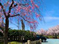 京都　京都散策旅　六孫王神社の桜に感動❗️