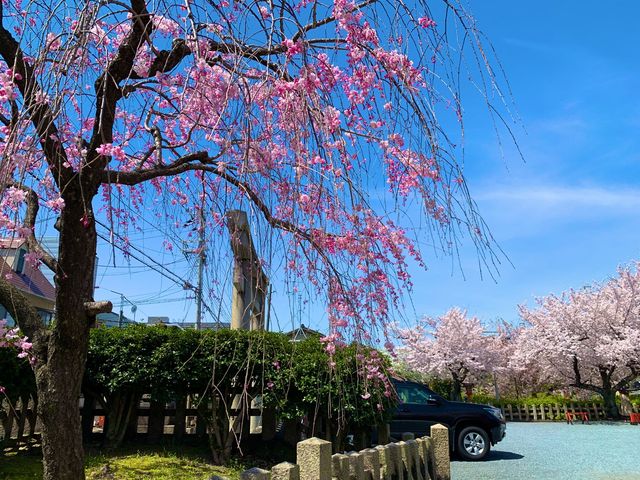 京都　京都散策旅　六孫王神社の桜に感動❗️