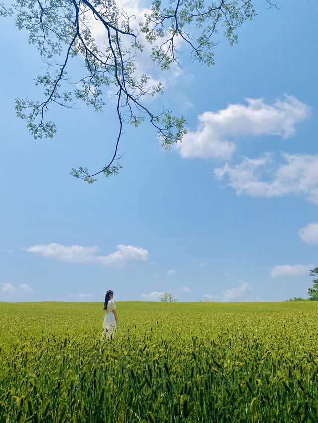 초록초록 윈도우 배경화면이 생각나는 카페🌾💚