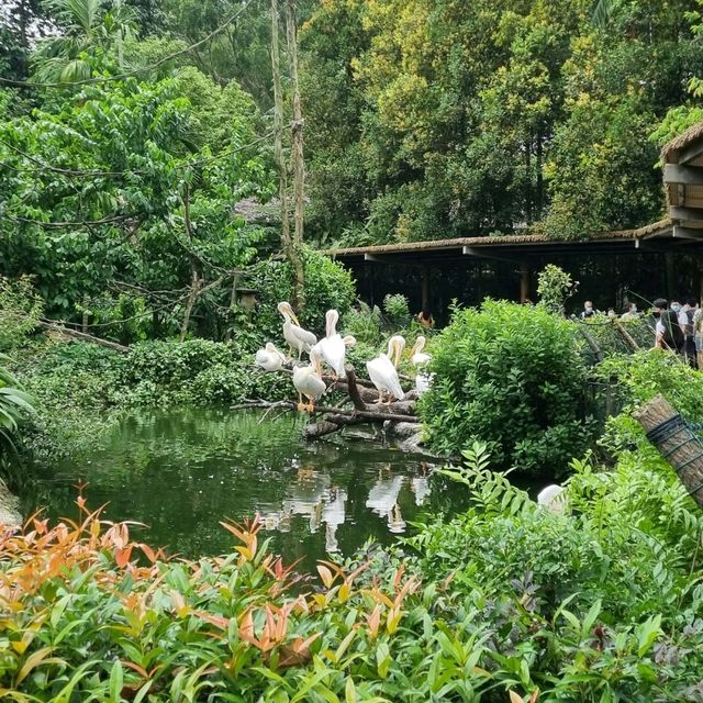 Singapore Zoo Expedition Trip