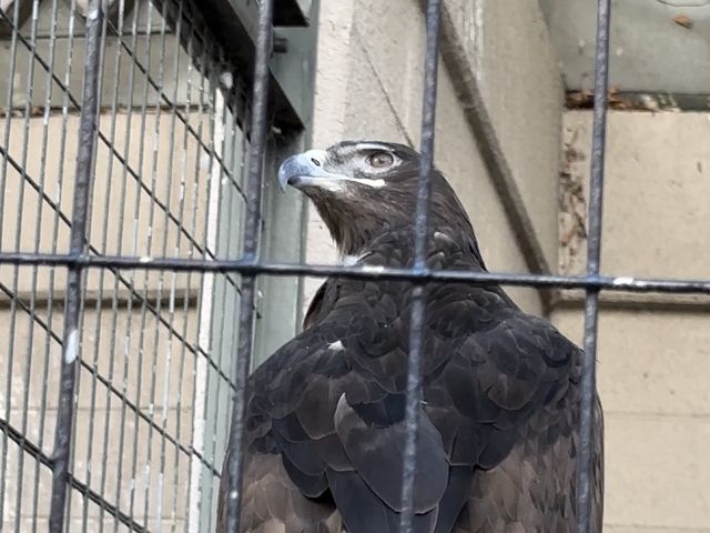 500円で見れる満足度高めの動物園🦁