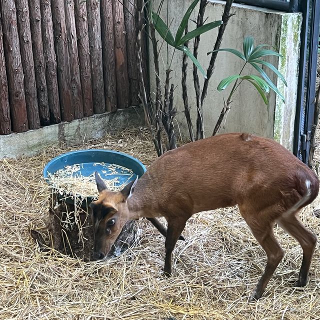 同小朋友去睇動物🤓