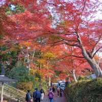岩手県！世界遺産【平泉】中尊寺圧巻の紅葉