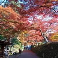 岩手県！世界遺産【平泉】中尊寺圧巻の紅葉