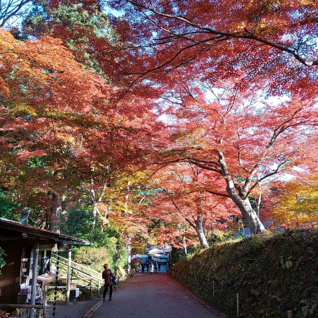 岩手県！世界遺産【平泉】中尊寺圧巻の紅葉