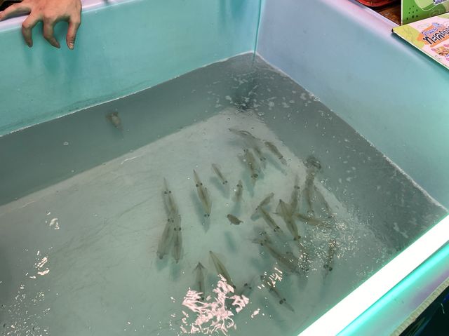 คุณนายทะเลดอง หมึกซ็อตบุฟเฟต์ ตลาดนกฮูก