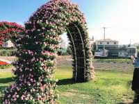 臺中后里 市郊人氣後花園 中社觀光花市花海