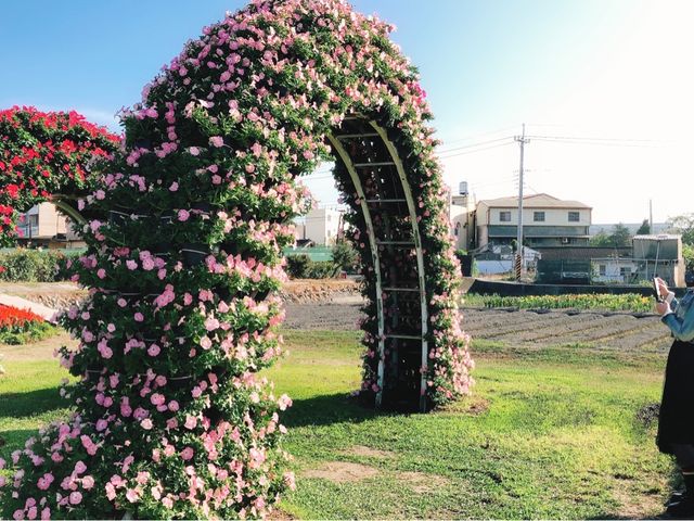 臺中后里 市郊人氣後花園 中社觀光花市花海