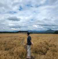 경주 황룡사 9층 목탑의 절터, 황룡사지