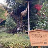 【東京】ホテル椿山荘の見応えある庭園