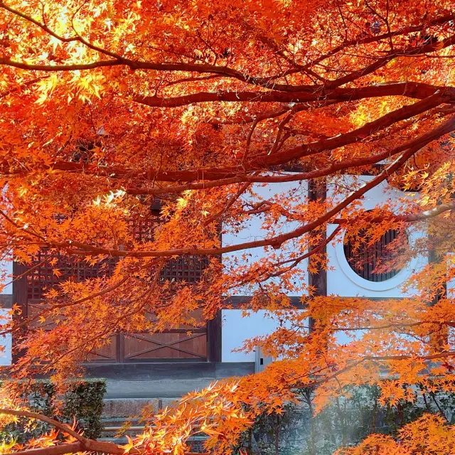 【紅葉巡り】京都ー東福寺