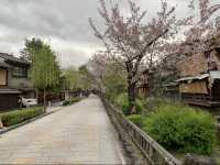 京都　KYOTO SAKURAめぐり❗️祇園白川の桜に感動❗️