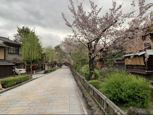 京都　KYOTO SAKURAめぐり❗️祇園白川の桜に感動❗️