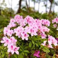 ［維多利亞公園］- 賞花好時機🌸🌺💐
