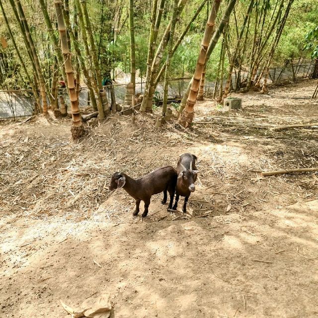 Veravian Resort - Khao Yai Wang Nam Khiao
