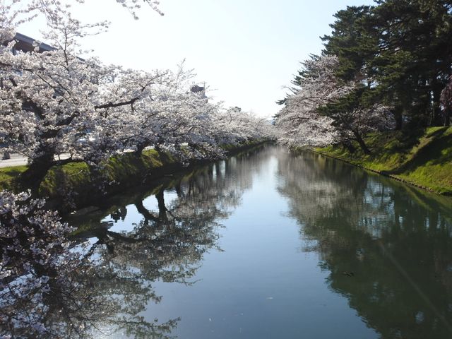 【桜まつり】弘前公園