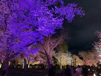 京都　SAKURA 桜めぐり❗️二条城のライトアップされた夜桜に感動❗️