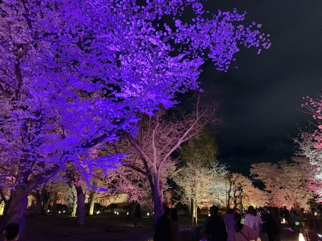 京都　SAKURA 桜めぐり❗️二条城のライトアップされた夜桜に感動❗️