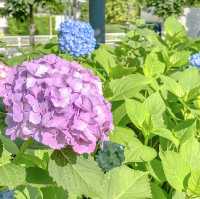 梅雨の高島中央公園の紫陽花