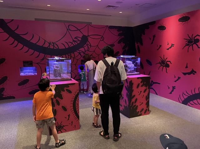 旧ボストン美術館【ファーブル昆虫展】①