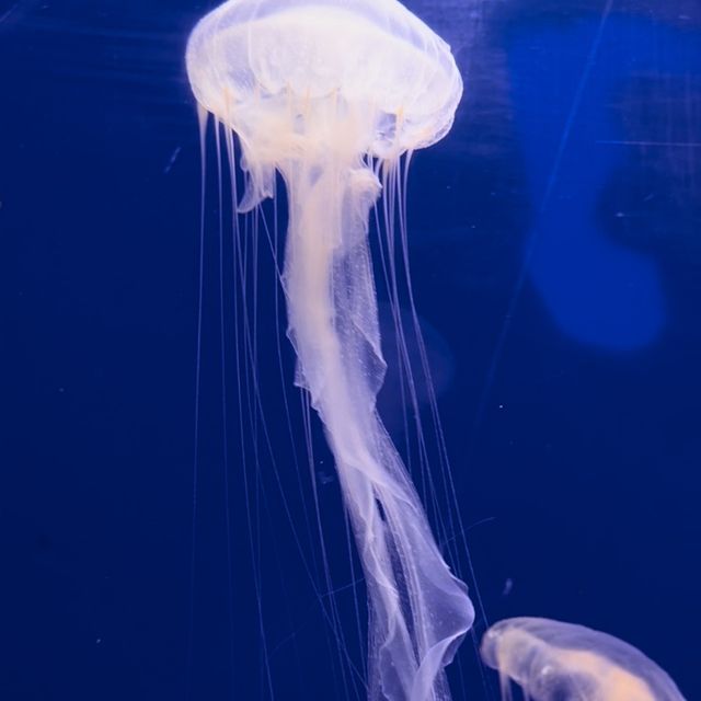 Must-Visit Aquarium In Langkawi