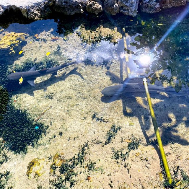 ウミガメに餌やり体験