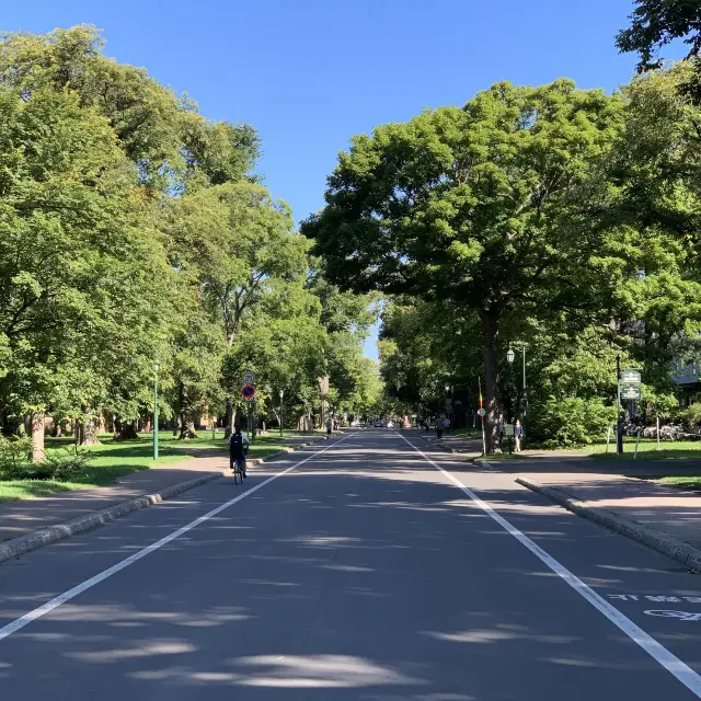 秋空オススメお散歩コース🚶北海道大学