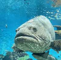 鹿児島県/鹿児島市【いおワールド かごしま水族館】