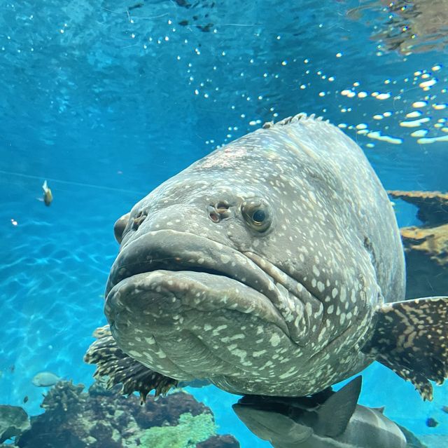 鹿児島県/鹿児島市【いおワールド かごしま水族館】