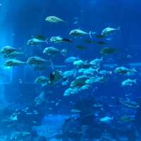 新加坡🇸🇬聖淘沙最大水族館‼️觀賞魚群好地方