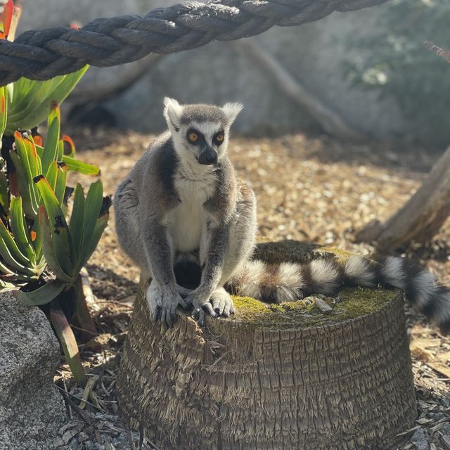 Day-trip in Melbourne Zoo 