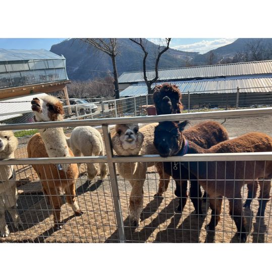 내 앞에 알파카 !!! 🦙
