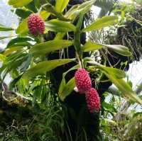 1st trip to Botanic Garden 
