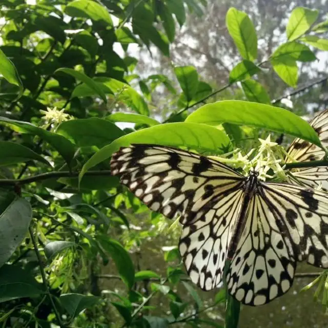 Eden Nature Park Davao Philippines 🇵🇭