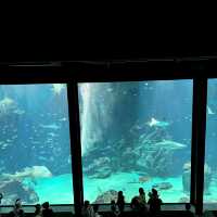 福岡親子遊：去水族館