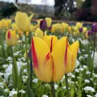 Butchart Gardens - Victoria 笨柒花園